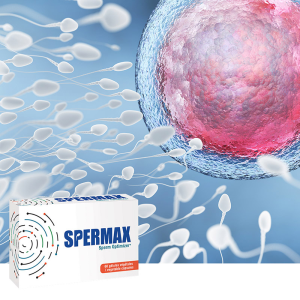 SPERMAX: Optimiseur de spermatogenèse SPERMAX: Optimiseur de spermatogenèse